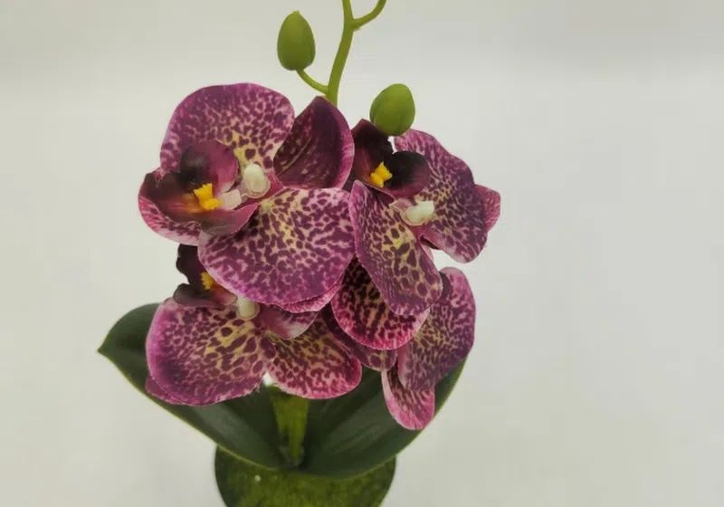 Mini Butterfly Orchid Simulation Flower